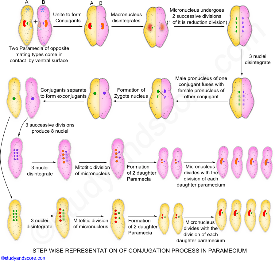 Paramecium Conjugation, Sexual reproduction in Paramecium, Asexual reproduction in Paramecium, Phylum protozoa reproduction